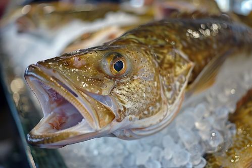 生鮮海鮮水產鱈魚素材 攝影圖